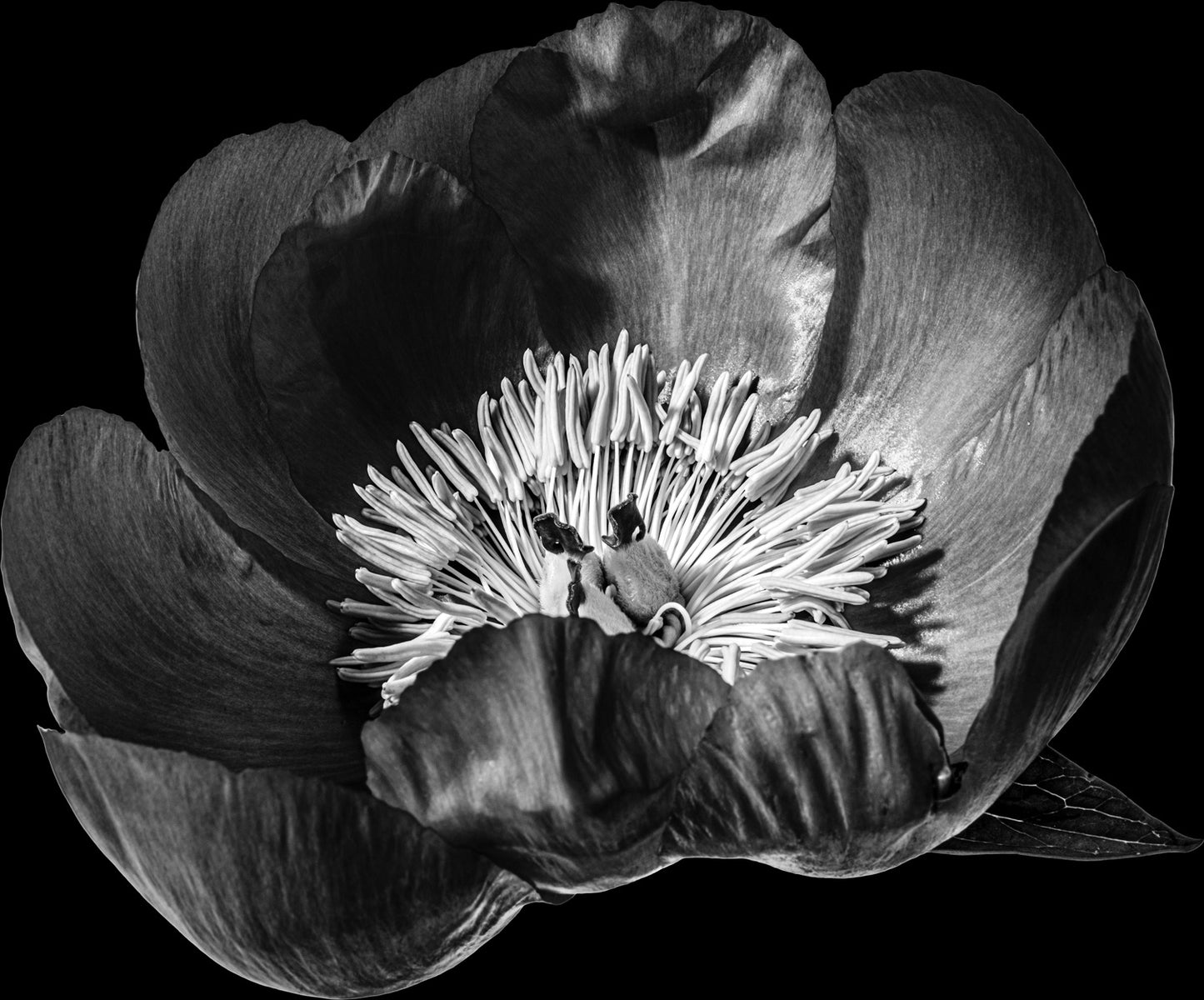 NEW "Bloom with dignity, shine with humility."