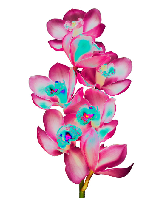 Pink Orchid Long Sleeve Tee(UNISEX)