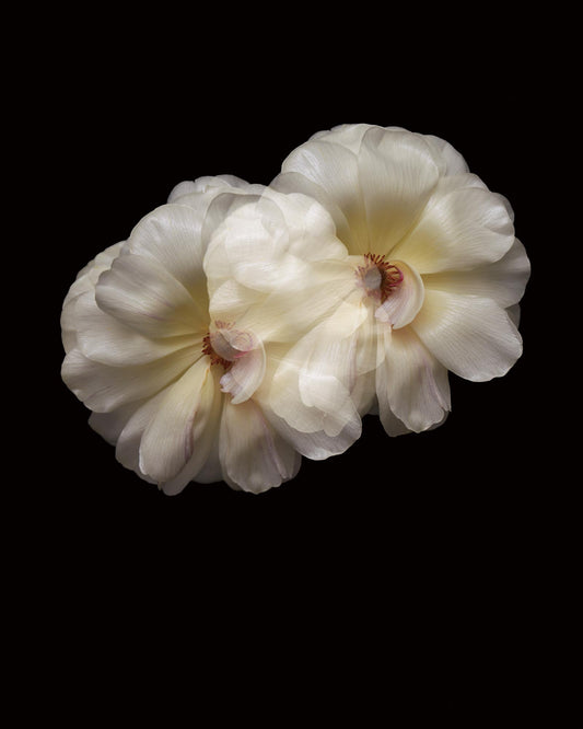 【innocence】Long Sleeve Tee(UNISEX)