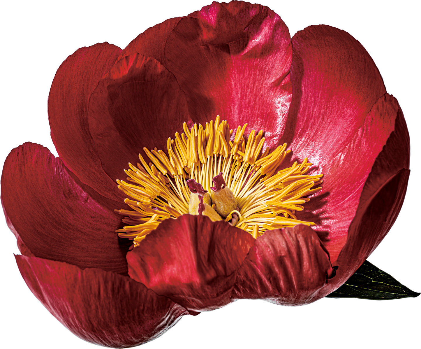 NEW　"Bloom with dignity, shine with humility."